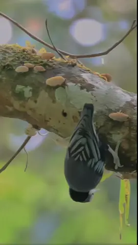 Munguk loreng atau biasa dikenal rambatan Doraemon adalah spesies burung dari keluarga Sittidae, dari genus Sitta. Burung ini memiliki habitat di hutan sub montana, hutan primer, hutan sekunder. tersebar antara ketinggian 900-2.400 m dpl.  Nama ilmiah: Sitta azurea