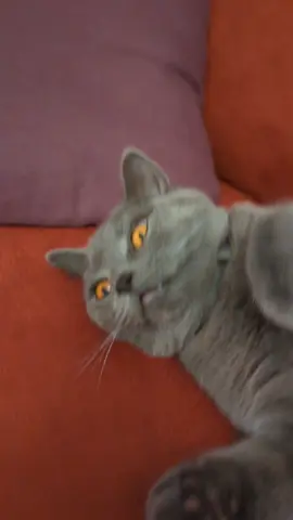 #funnytiktok #fypシ #mrchaudhary😻 #bsh #foryoupage #catlover #fypシ゚viral #funnyvideos #tabbasam321 