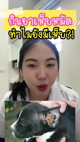 ❌ทำไมหมามีเห็บ❌ ทั้งๆที่ป้อนยาแล้ว?? #หมอซีนสัตวแพทย์ #เห็บหมัด #เห็บ #tick #nexgard #bravecto #simparica #ยาป้องกันเห็บหมัด #ทาสหมา #คนเลี้ยงหมา #ยาเห็บหมัด 