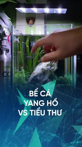Chiếc bể cá giang hồ với những chú cá bất ổn. #nghien_setup #nghiensetup #dcgr #desksetup #thanhcongnghe #aquarium #aquarium 