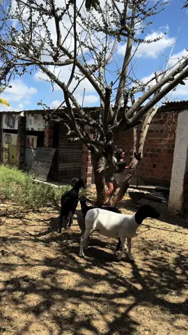 Chico não perdoa nunca kkk