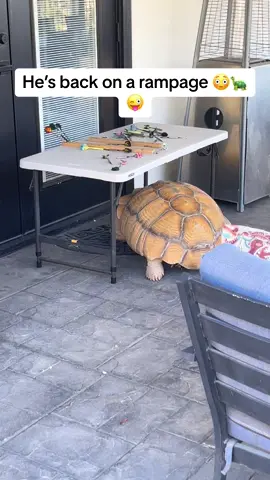 Basketball shenanigans #africansulcata #dinosaur #aggressiveturtle #bulldozer #destructive 