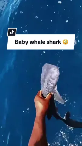 𝐁𝐚𝐛𝐲 𝐖𝐡𝐚𝐥𝐞 𝐒𝐡𝐚𝐫𝐤 🥹 It is a very rare occurrence to see such a small baby whale shark. This one has approx 17-20 inches. Spotted on the North of Ari Atol, Maldives This baby Whale Shark was accidentally caught by locals while fishing. Mahalo for releasing this cute buddy back safely into its home. ♡ 🎥: @Barbora  #oneocean ##oneoceandiving#oneoceanconservation #whaleshark #babyshark #savesharks #helpsavesharks #STOPsharkfinning #visitmaldives #sharkid_alyssa