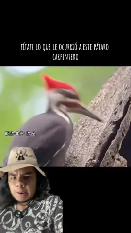 Pájaro carpintero que pierde su pico #animales #ciencia #biologia #animalestiktok #ave #aves 