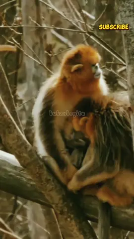 Monyet emas #bukanbegituytc #faktaunik #animals #fyp