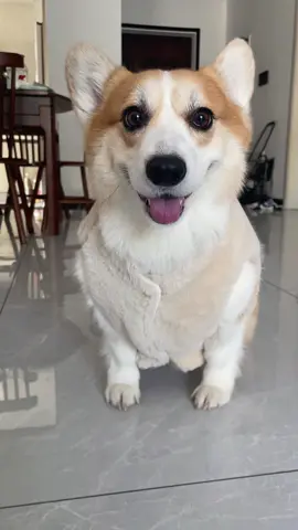#dog #corgi 