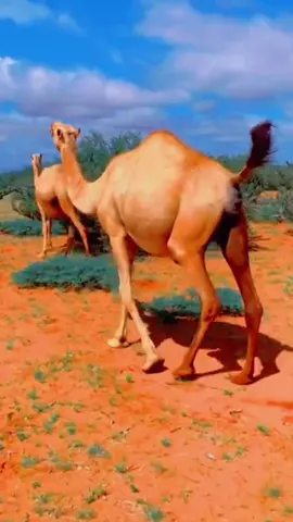 GEELU XOOLO KUMA JIRO: Geelu muxuu la goojiyaa? #somalia #somalia #geel #dhaqan #geeljir #miyi #baadiye #million #views #CapCut #sadaamburgal 