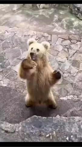 #funny_video_bear  #funny_video_funny_video 