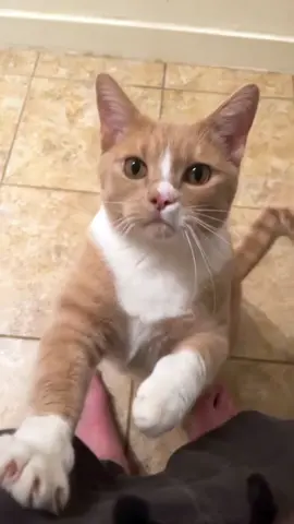 Funny cats and dogs 🤣🤣 episode 48 #funny #pet #animals #funnyanimals #fyp #funnyvideos #🤣🤣🤣 #funnypets #fun #fypシ 