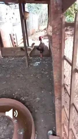 Psycho Killer versión chicken 🎵🐔🤣💀// 🎥: Vive Rock / Facebook  #talkingheads #talkingheadsband #talkingheadspsychokiller #talkingheadschallenge #rock #rockband #newyork #chicken #gallina #gallinas #gallinasfelices #gallinascantando #gallinasgraciosas #chickenfunny #latinoamerica #bromas #jajaja #musica #memestiktok #musicmeme #psychokillertalkingheads #psychokiller #talkingheadspsychokiller #rockeros #rockerosforever #rockerosentiktok #rockerosdelmundo #rockerosunidosusa #rockerosunidos #nuevayork #latinosenusa 