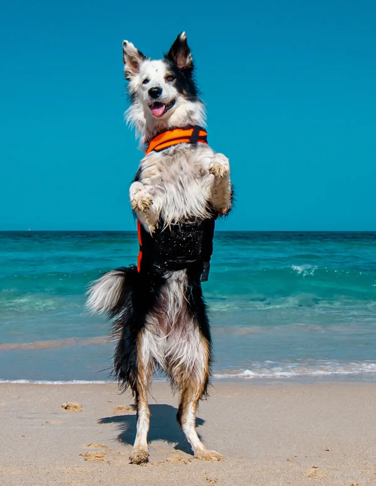 No sé si soy solo yo, pero siempre me ha parecido más divertido ir a la playa con mi 🐶 que sin. Además de poder jugar con Skadi, verla tan feliz y pasarlo tan bien me da una paz increíble. #perros #adiestramientocanino #cachorros 