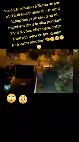 apparemment ce sont les animaux d'un safari à Rome Italie qui se sont retrouvé en ville, je n'imagine même pas la peur des habitants de cette zone qui sont restés enfermé pendant plus de 7h @TikTokItalia #italy #kmer🇨🇲 #civ🇨🇮 #andiamoneiperte 