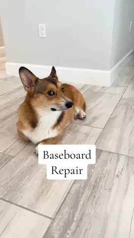 I cant believe how easy this was and it only cost me 8 dollars! #baseboards #CleanTok #repair #dogs #dogdamage 