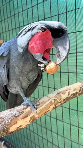 Ozai, a 35 year-old black palm cockatoo, uses his huge and powerful beak to crack open his favorite large nuts! #parrot #cockatoo #wildlife #fyp 