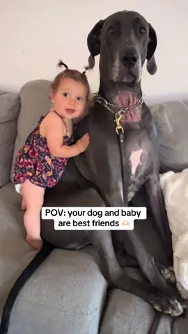 #babiesoftiktok #babytok #babyfever #momtok #dogsoftiktok #dogtok #greatdanesoftiktok #greatdane #bigdogsoftiktok #fypシ #fyp #fypage #dogsandbabies 