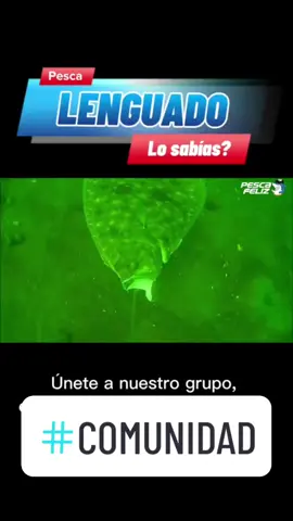 Los lenguados estan por todos lados #comunidad #lenguado #flounder #lima 