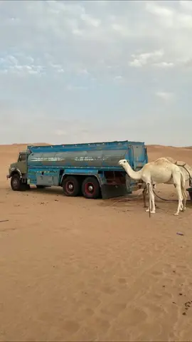 دمعي ونا واصدق اشواقي #صالح_اليامي #fyp 