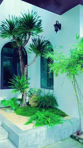 Giải pháp tiểu cảnh không có nắng cho ae tham khảo!!! #chill #nhà_phố #Nguyễn_Garden 