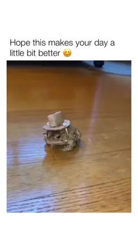 The End 🤣🤣 #funny #funnyvideos #animals #dog #cat #pet #viarl #foryou #fyp (2488)