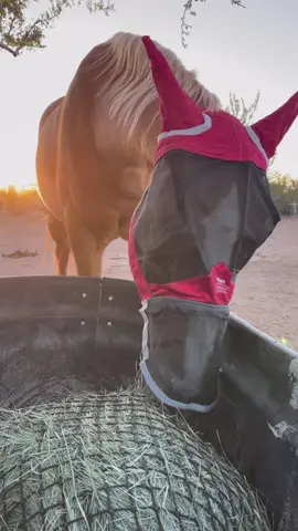 Absolutely in love with these masks!   The fit is perfect, leaving plenty of room for their face and eyes. And the best part? I can see those beautiful eyes shining through the black mesh. Style and comfort in one! 😍😍😍 Video from Ins: @desertskyhorses #equestrianfashion #happyhorse #harrisonhoward #horsecare #flymask #horselove #equestrianstyle #horseprotection 