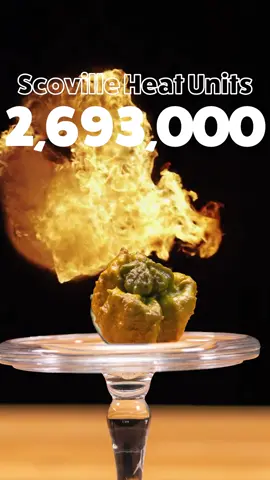Hottest chilli pepper 🌶️🔥 2,693,000 Scoville Heat Units - Pepper X by Puckerbutt Pepper Company  #spicy #pepperx #chili #guinnessworldrecords 
