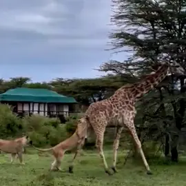 giraffe and lion#animal #wildanimals #tiktok 