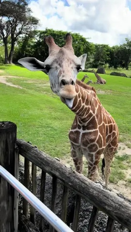 #zoomiami🦒 #giraffe #giraffes #tongue #giraffeseating #animals #animallover #zoo #funnyvideo #yummy 