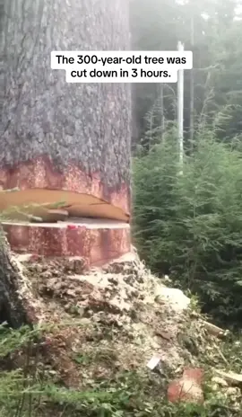 Down it goes. #treework #treesurgeon #tree #fyp #foryou 