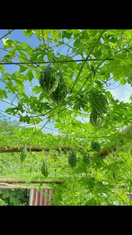 Thu hoạch khổ qua rừng (mướp đắng) #hatgiong #muopdang #khoquarung #hatgiongrangdong #xuhuong