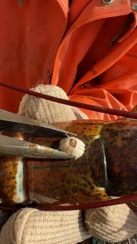 Baby egger at the claw spa! #maine #lobster #fishing #ocean #interesting #commercialfishing #fy #LobsterTok #educate #DidYouKnow #sustainable #seafood #coolcatch 