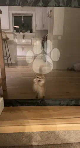 Jack was a clingy little guy right from the start 😹 still greets you at the door whenever you get home 😸 #catsoftiktok #kittensoftiktok #meow #cat #kitten #cutekitten #cute #catvideo #gingercat #clingycat #jack 