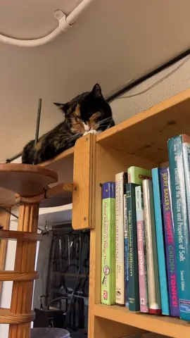 😸