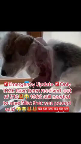 🚨 Emergency update🚨only 102£ have been raised out of 210£😥108£ still needed to save Niko that was poured acid😭😭#save #life #niko #update #dog #dogoftheday #dogsofinstagram #dogsoftiktok #fyp #foryou #foryoupage #uefa #save 