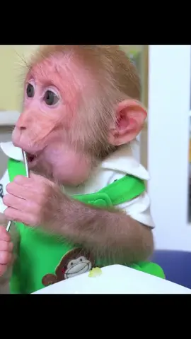Father and son eat grapes and bananas together #animals  #monkey  #cutemonkey  #pet  #babymonkey