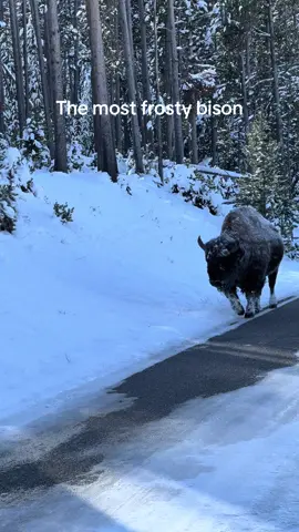 The frostiest bison I have ever seen. Be sure to watch with the sound on. Not sure if just hit feet are crunching or if his whole body is crunching when he moves.  #yellowstone #yellowstonenationalpark #yellowstonenps #bison #buffalo #wild #wildlife #nature #winter #winterwonderland #frozen #ice #winterstorm #wild #wildlife #crunchy #nature 