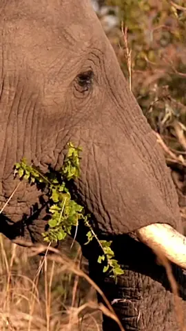 This elephant is so tired that he can't chew anymore. #elephant #kruger #krugernationalpark #wildlife #safari #leaves #elephant🐘 #elephantsafari #Elephantidae #elephantphotography #elephants #Travelwith_simon