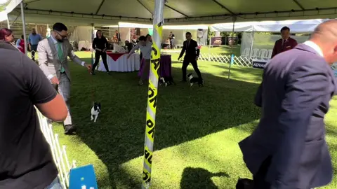 Mochi ganando la raza!!! #bostonterrier #acangua #exposicioncanina #saintgermain #guatemala 
