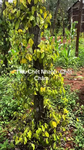 Tiêu bị thối rễ-vàng lá - chết nhanh-chết chậm #hồtieu 