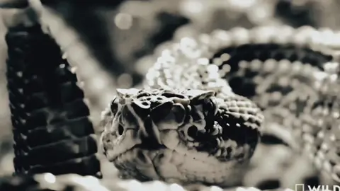 i was supposed to show this to my class idk what happened 😭 anw old edit in my drafts | #rattlesnake #animaledit 