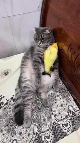 Đói , đói run tay run chân , mà còn ngồi đó quay quay cười cười thấy ghét#pet #meow #fypシ #tiktok #mon #xh #meoanhlongngan 