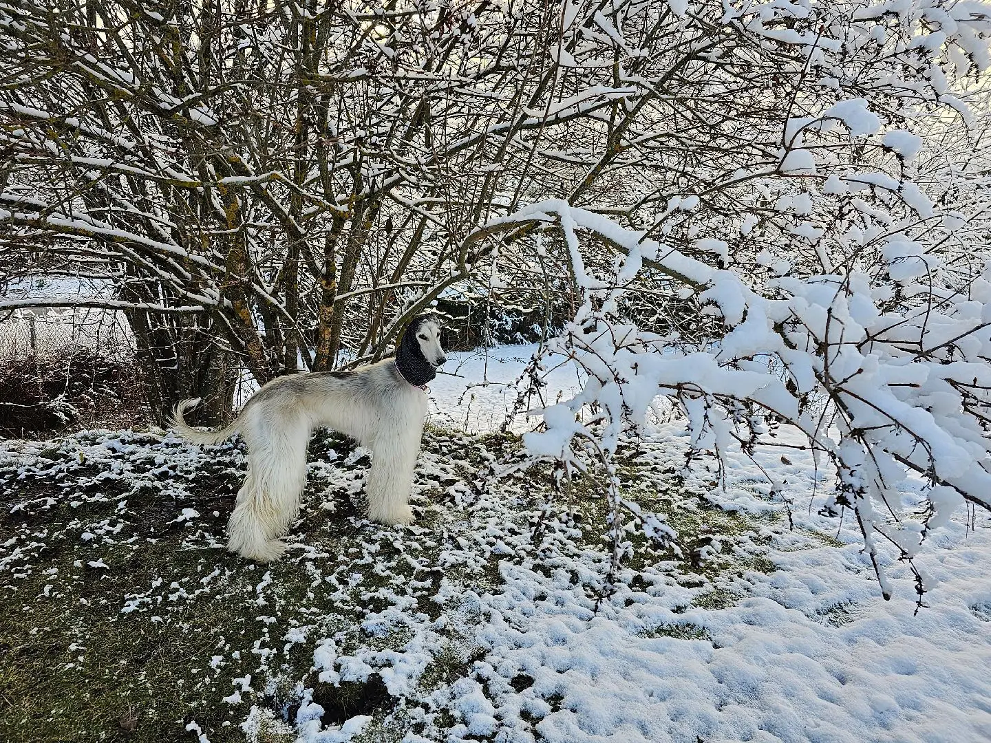 Gøy med snø ❄ 🦮😊