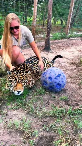 Tank lovins ❤️ #NOTpets #jaguar #jag #tank #teamtank #bigcat #bigcats #cat #cats #animal #animals #wow #amazing #Love #fl #florida #fyp 