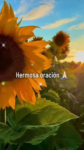 Hermosa y poderosa oración, para iniciar día siempre de la mano de Dios nuestro señor 🙏💫