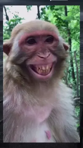 coba tag teman kalian biar pada senyum😆 #ketawadosa🤣🤣 #viraltiktok #fypシ゚viral #cumanmemebiasa #viralvideo #memeindonesia #meme #funnyvideo #funnymoments #memestiktok #senyumsendiri🤭🤣 #