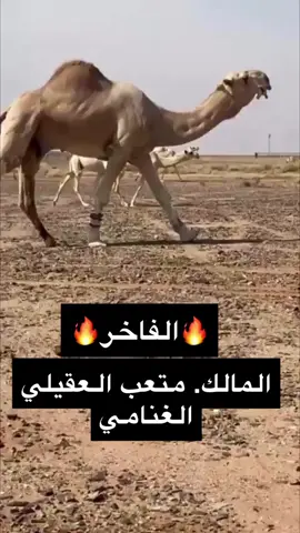 #البل #الشمال #متعبِ #العقيلي #الغنامي #تركي #السلات #فرديات_مزاين_الابل 