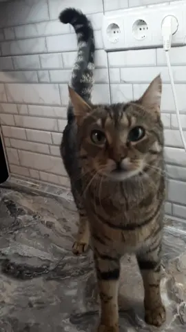 коли всюди подивилась тільки не туди #МольіПарагон #гумор #котячийтікток 