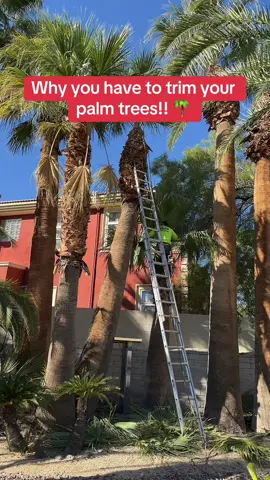 Why you absolutely have to stop and trim your palm trees!!! 