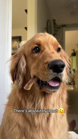 I hesistate to even call these squeals, I think Pacha’s happy noises need their own name 😅 #goldenretriever #dogsoftiktok #dogtok #funnyvideos #trendingsong #trending 