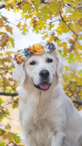 Rate how pretty Lady is🐶🎀 #lady #ladylike #prettydog #fyp #dogphotography #dogsoftiktok 