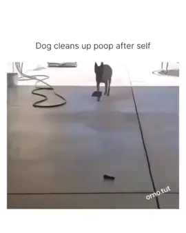 Who trained him to do this lol  . . #funnyvideo #laughter #hilarious  #comedy #funnymoments  #ROFL  #jokes  #comedyvideos  #laughtertherapy #funnyclips  #hahaha  #nightmare #comedyshow #humor  #lmao #funnymoments #comedian  #witty  #laughs  #fyp #fypシ